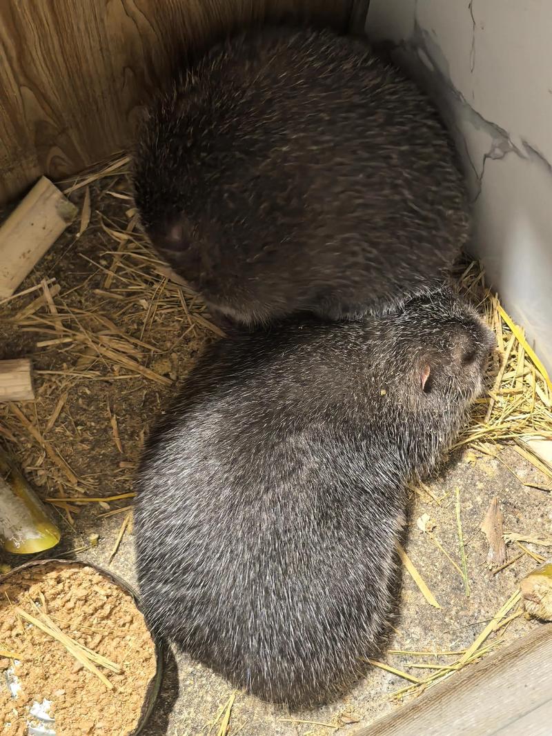竹鼠哪个品种长得最大-图2