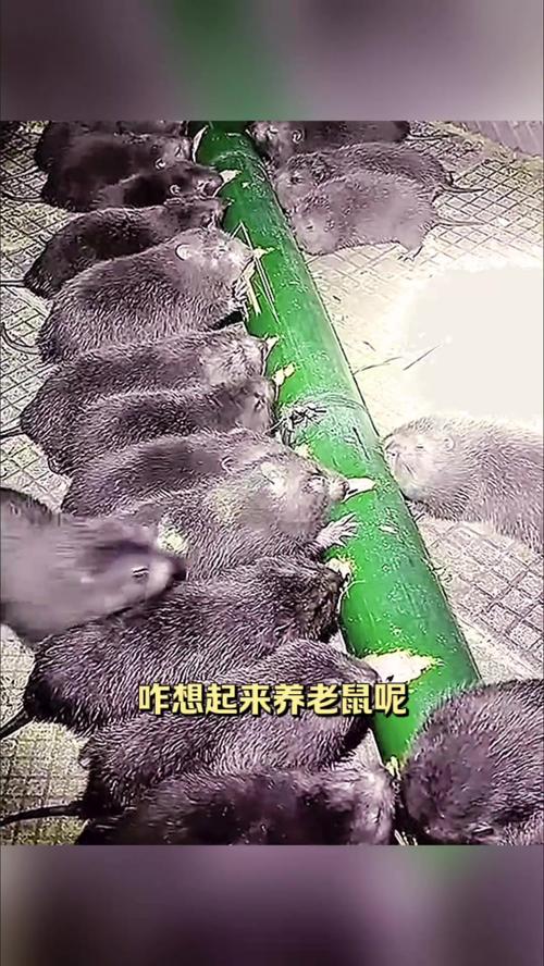 竹鼠哪个品种长得最大-图3