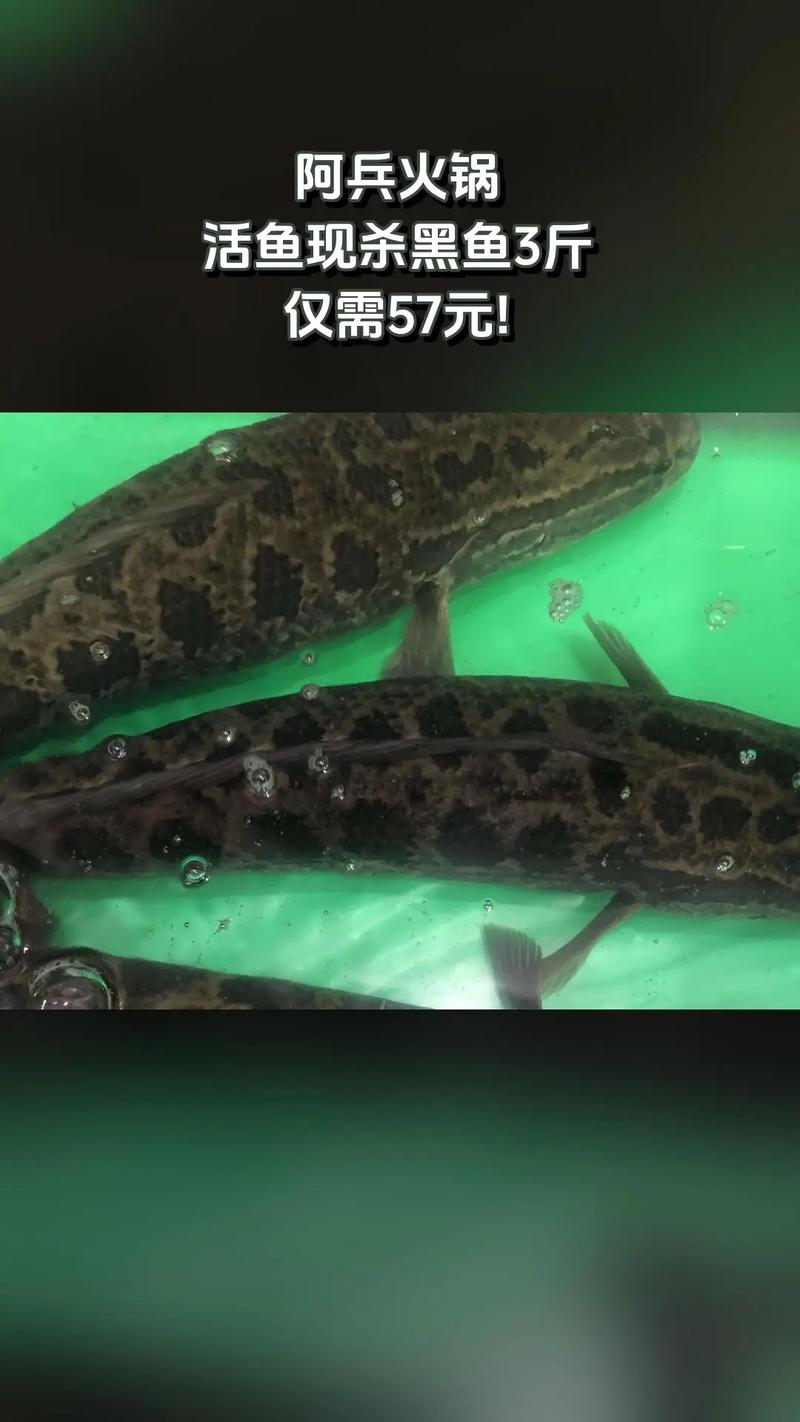黑鱼最新价格行情如何？-图2