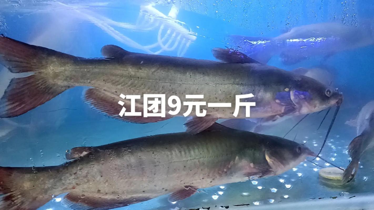 黑鱼最新价格行情如何？-图3