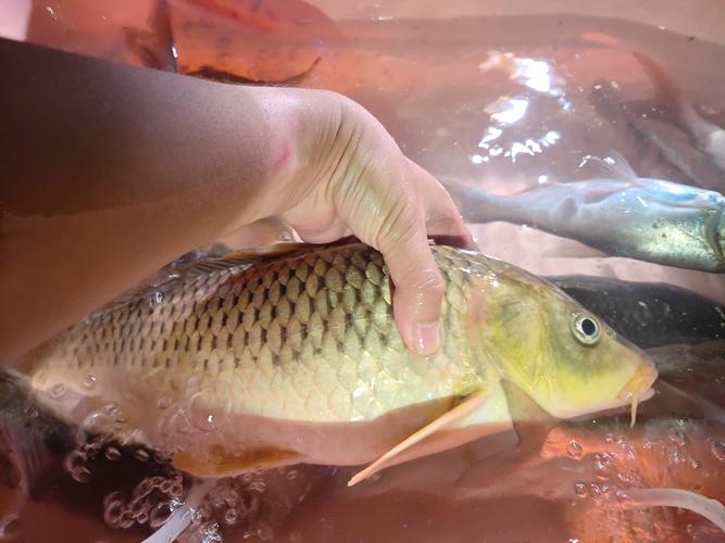 蚯蚓最新养殖技术视频有哪些要点？-图1