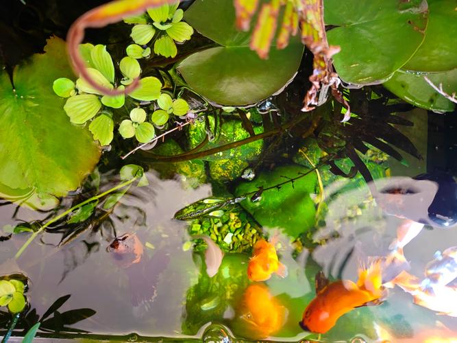 蚯蚓最新养殖技术视频有哪些要点？-图2