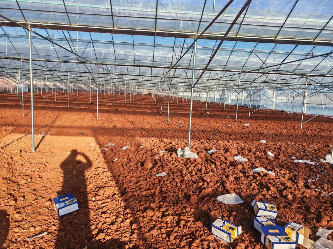 大棚种植玫瑰技术视频-图1