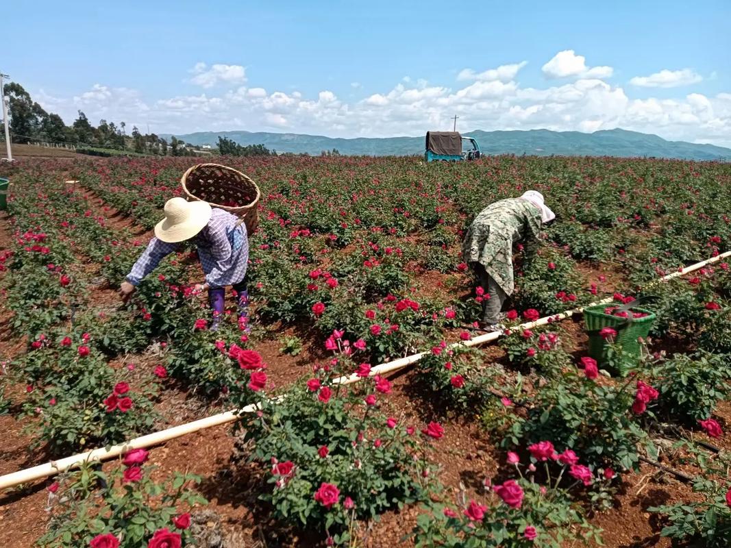 大棚种植玫瑰技术视频-图2
