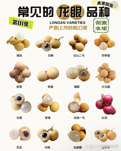 哪个品种的龙眼最好吃-图2