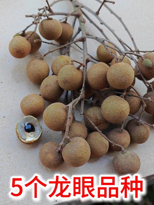 哪个品种的龙眼最好吃-图1