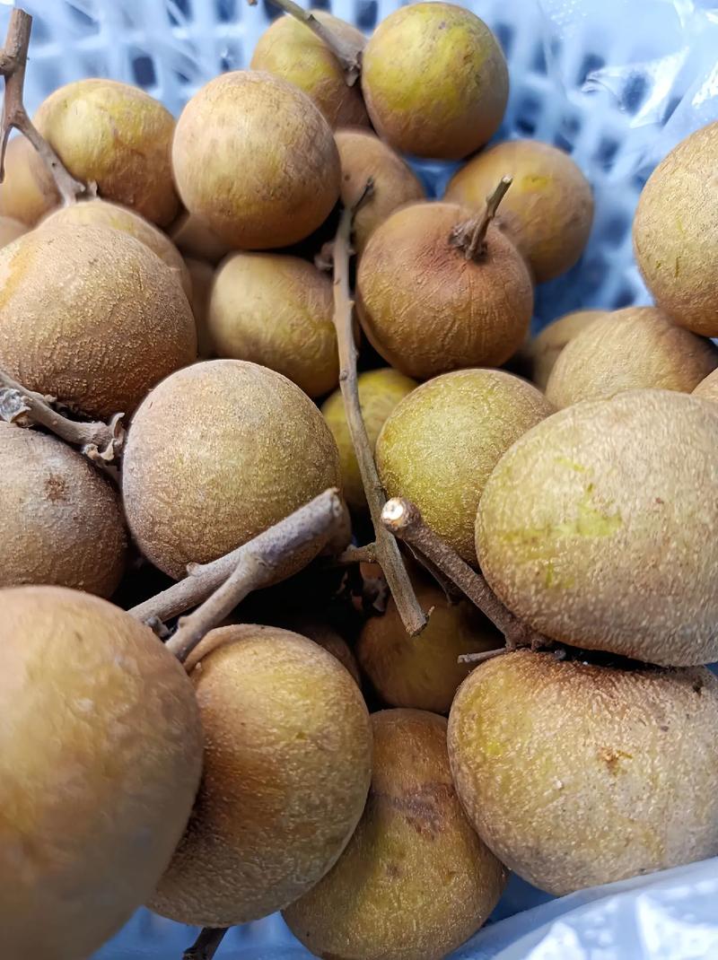 哪个品种的龙眼最好吃-图3