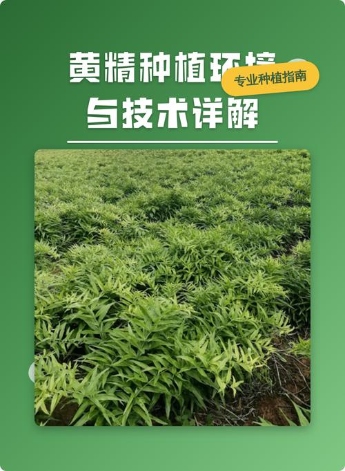 怎样了解黄精种植技术-图1