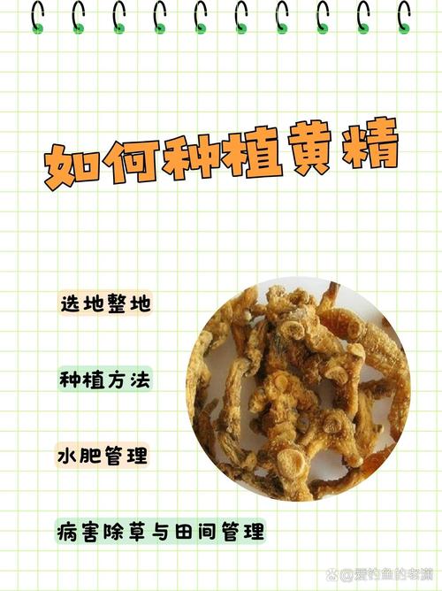 怎样了解黄精种植技术-图2