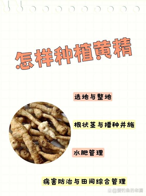 怎样了解黄精种植技术-图3