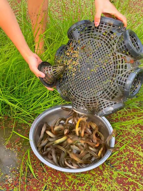捕捉野生鳝鱼泥鳅技术-图1