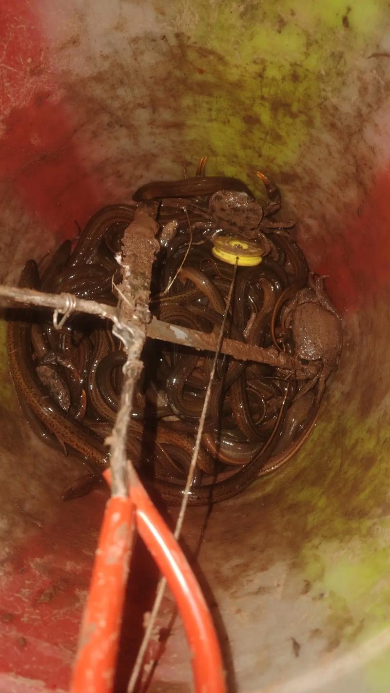 捕捉野生鳝鱼泥鳅技术-图2