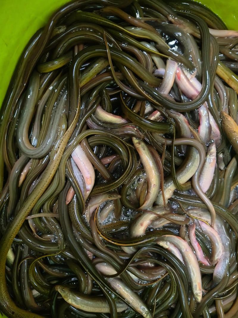 捕捉野生鳝鱼泥鳅技术-图3