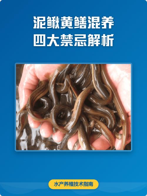 莲藕泥鳅黄鳝混养技术-图2