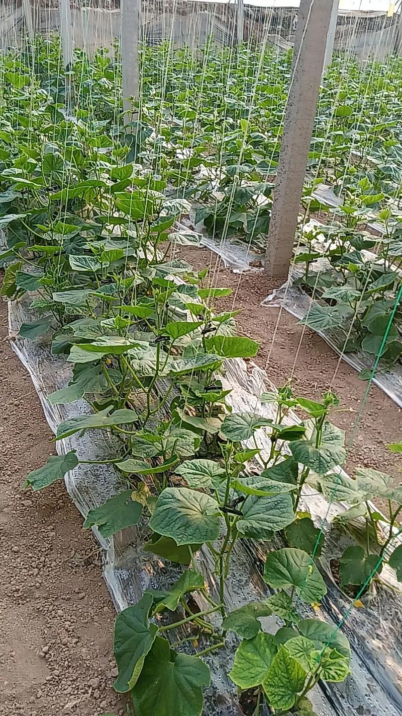 大棚黄瓜栽培视频有哪些技术要点？-图2