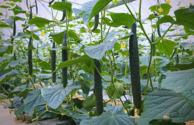 大棚黄瓜栽培视频有哪些技术要点？-图3