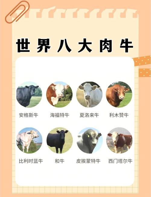 养牛选啥品种效益最高？-图3