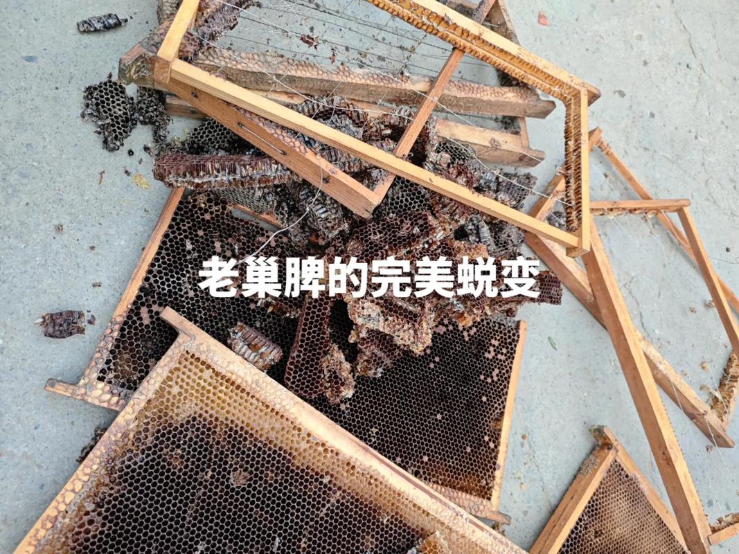 蜜蜂养殖技术 旧巢脾-图1