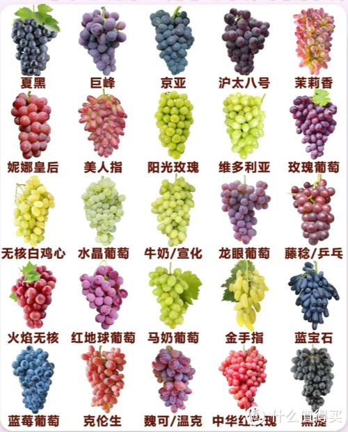 无核早红葡萄品种介绍-图1