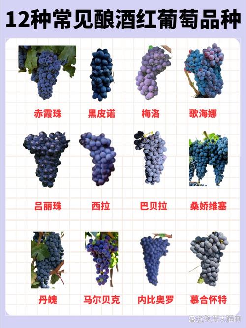 无核早红葡萄品种介绍-图2