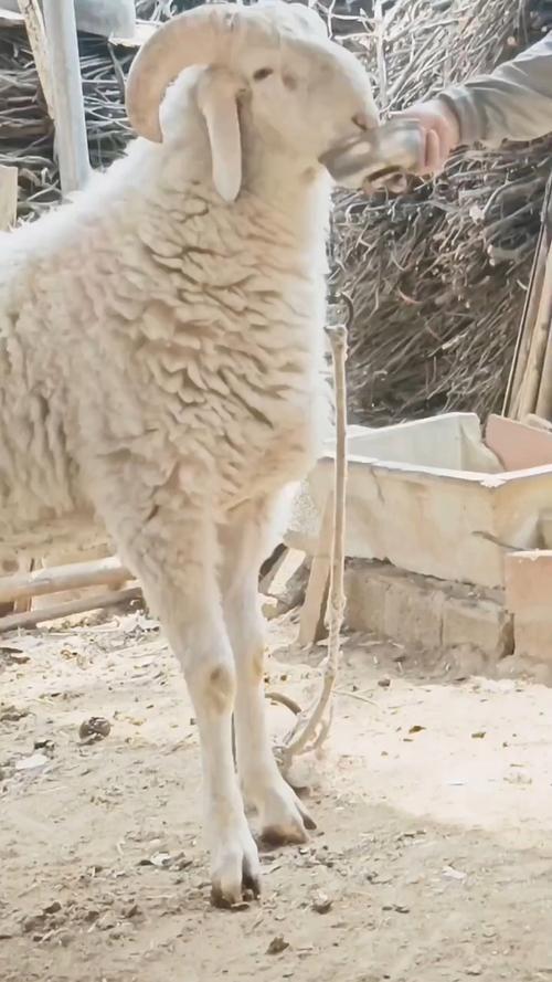 杜泊小尾寒羊养殖技术-图1