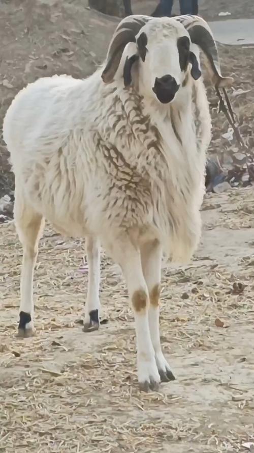 杜泊小尾寒羊养殖技术-图2