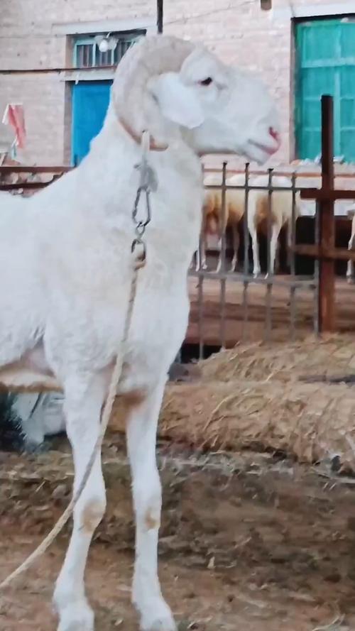 杜泊小尾寒羊养殖技术-图3