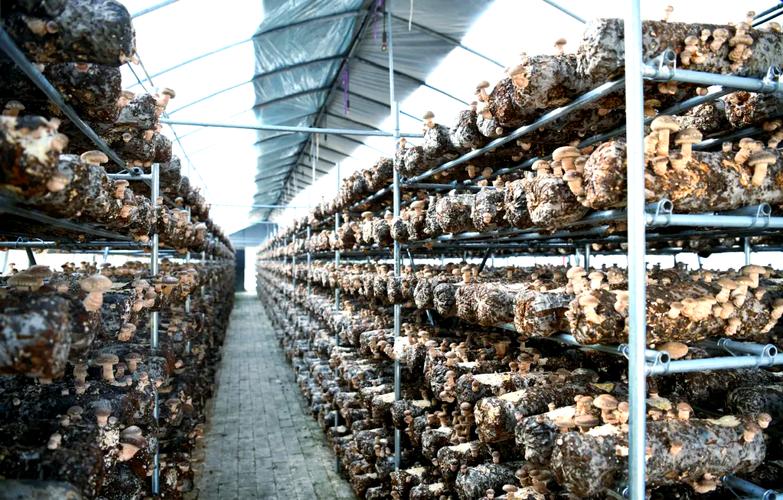 冬季大棚香菇如何精细管理？-图2