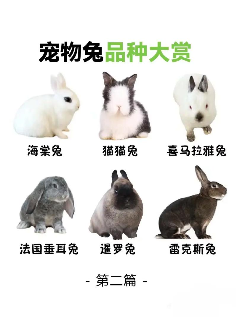 中国有什么品种的兔子-图1