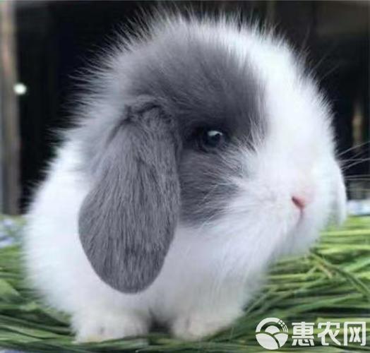 中国有什么品种的兔子-图2