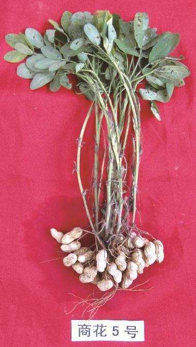 夏直播花生品种怎么选？-图2