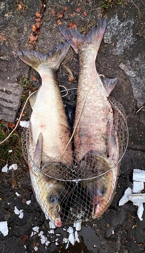 湖泊围网鳙鱼养殖技术-图3