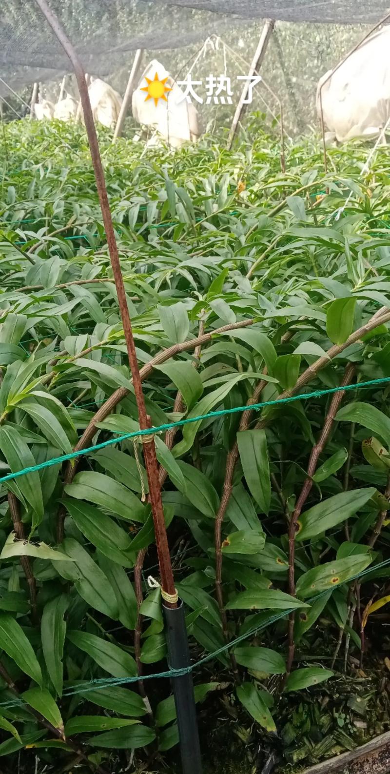 农村新技术 石斛种植-图2