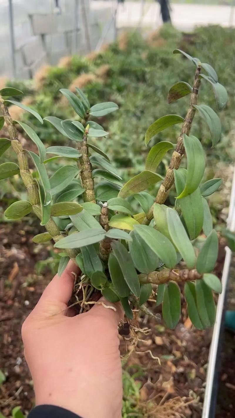 农村新技术 石斛种植-图3