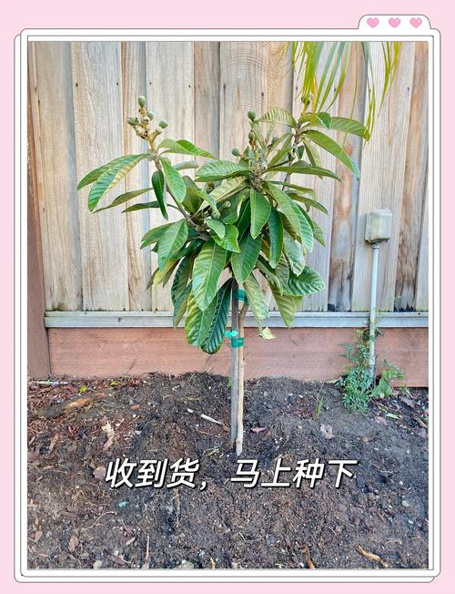 每日农经枇杷种植技术-图3