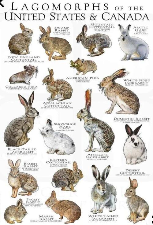 兔子的主要品种和图片-图3