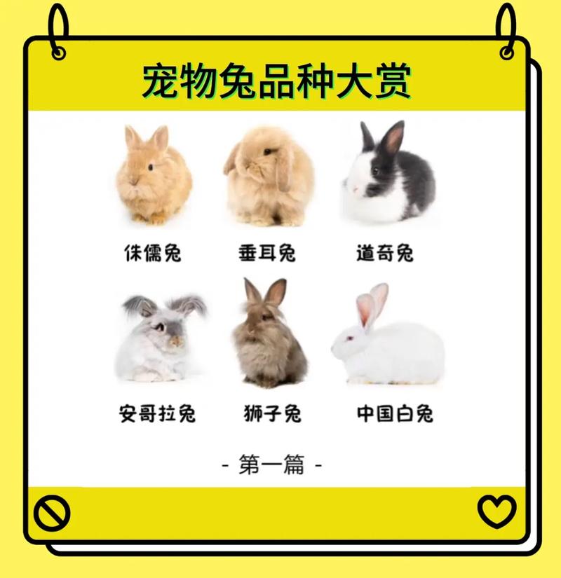 兔子的主要品种和图片-图2