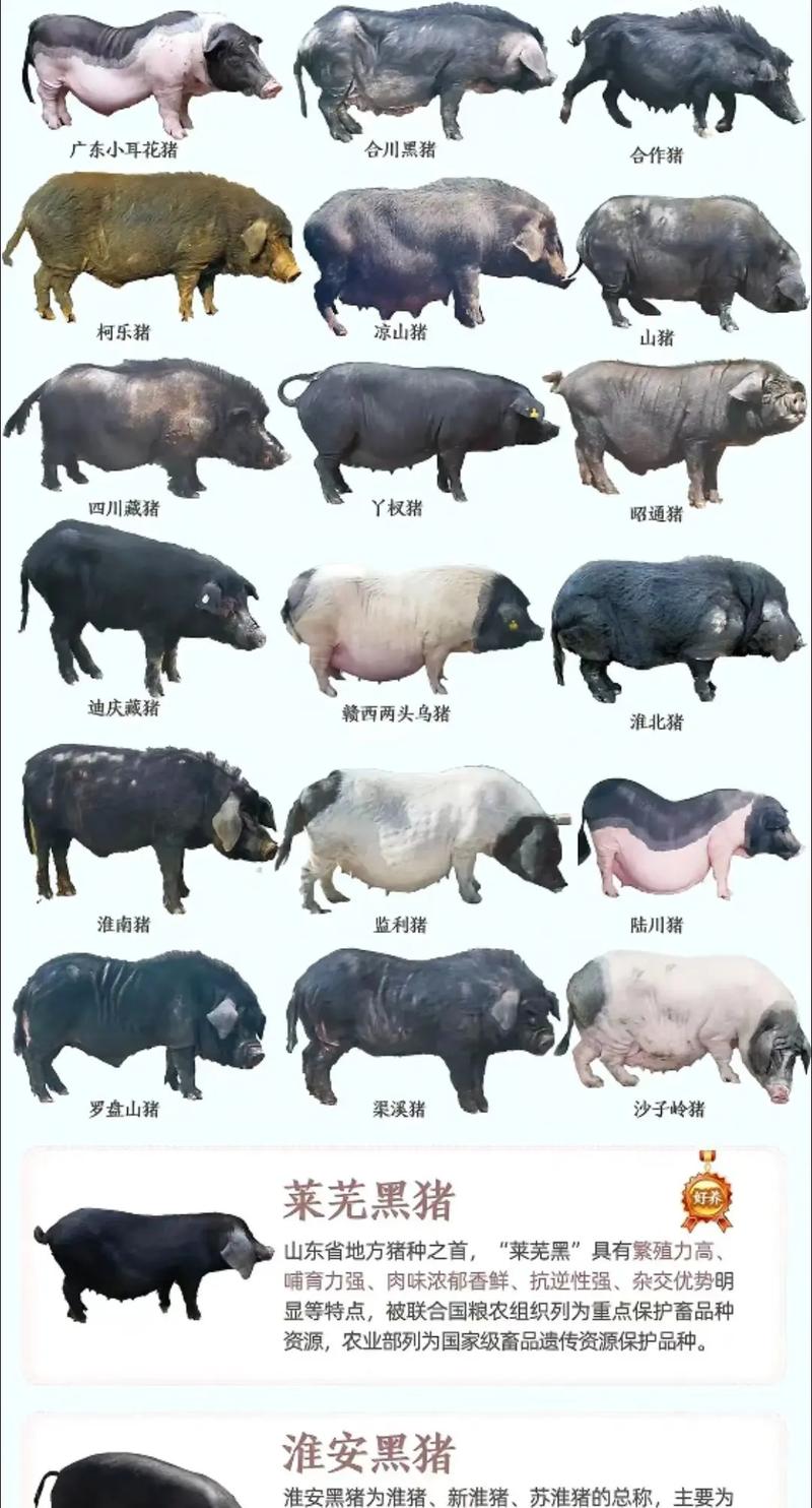 哪些猪品种最好？看图对比就知道！-图1