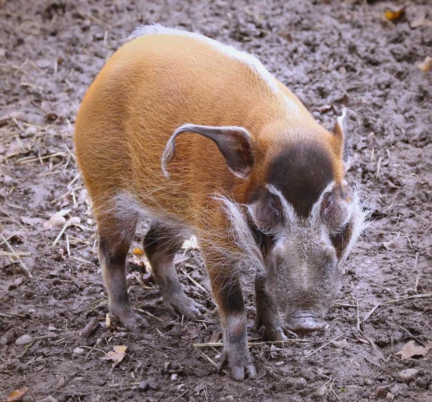 哪些猪品种最好？看图对比就知道！-图3