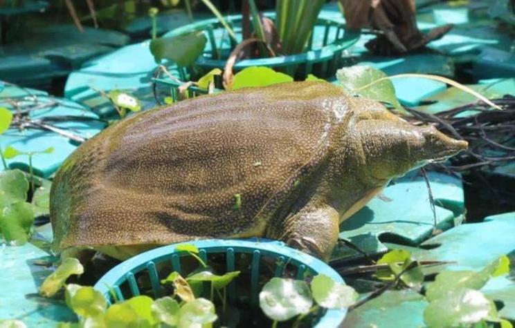 甲鱼稻田养殖技术关键点有哪些？-图1