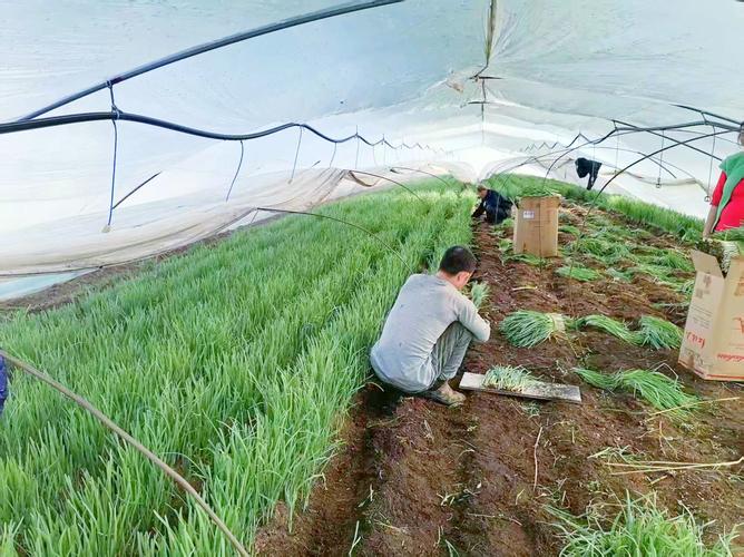 韭菜露地种植技术视频-图1