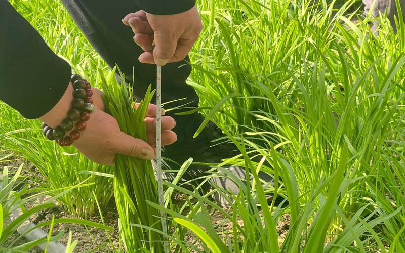 韭菜露地种植技术视频-图2