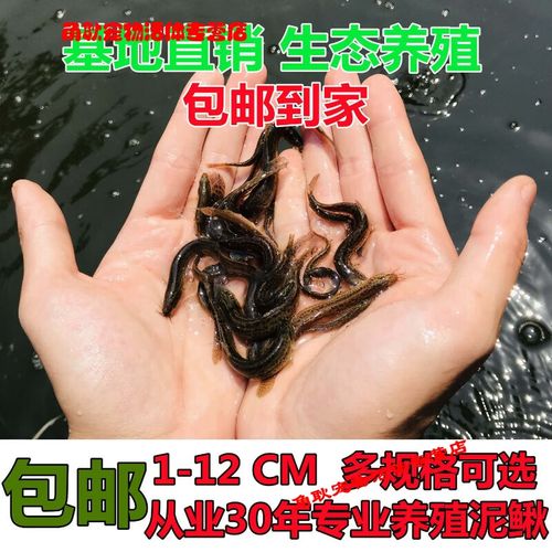 台湾泥鳅的品种知多少-图3