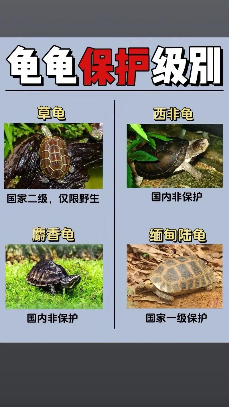 中国龟类品种有哪些？-图1