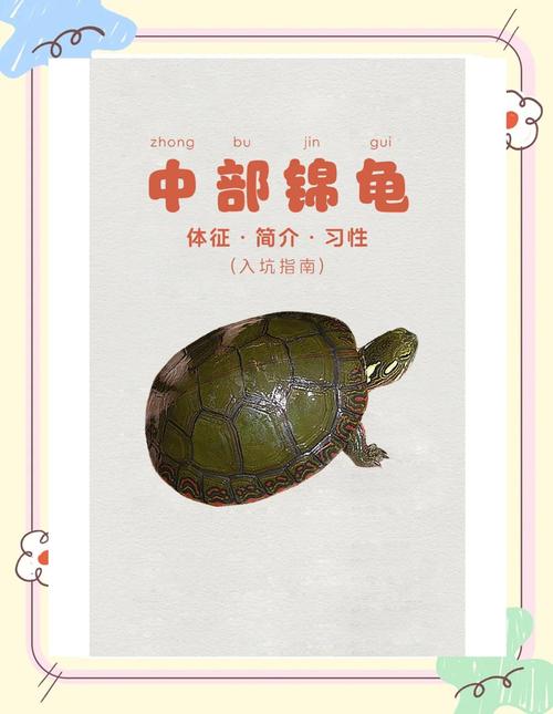 中国龟类品种有哪些？-图3