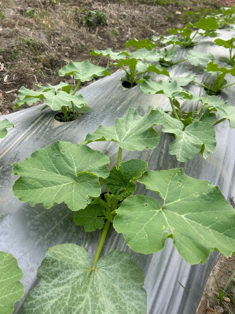 贝贝南瓜种植技术图片-图2