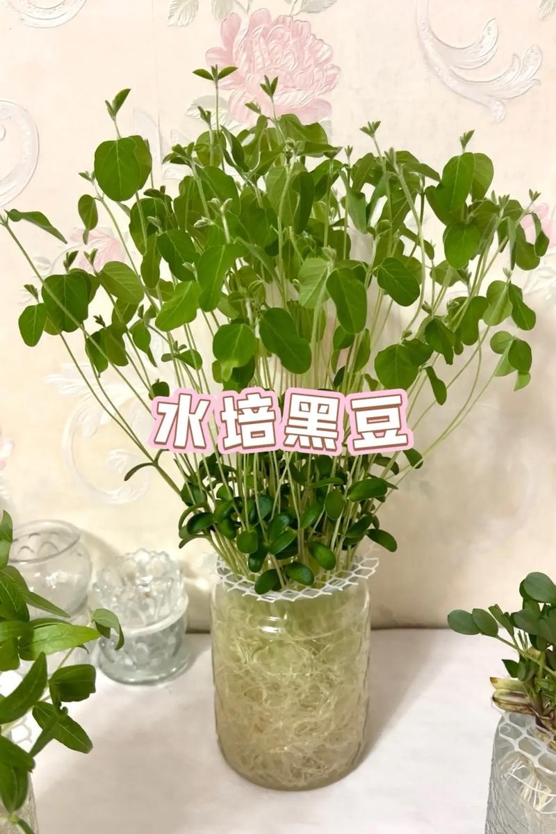 东北种黑豆有哪些关键技术要点？-图3