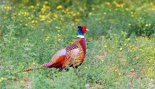 野鸡养殖技术视频上集讲啥？-图2