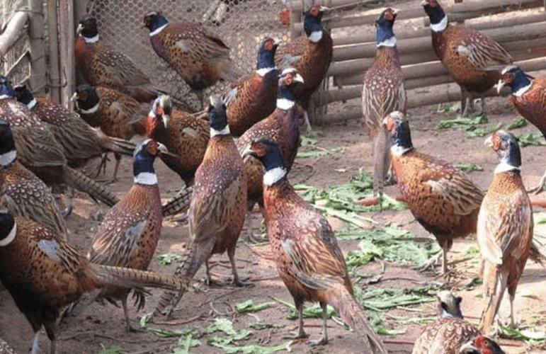 野鸡养殖技术视频上集讲啥？-图3