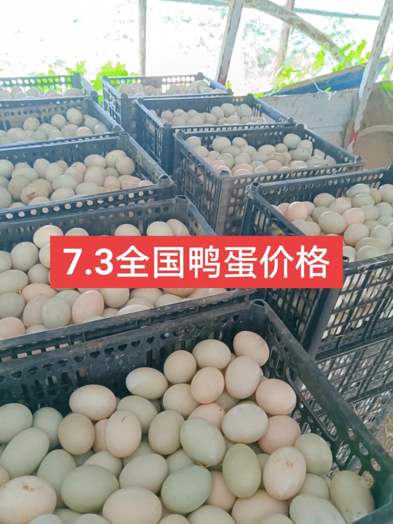 湖北各地鸭蛋价格行情-图1